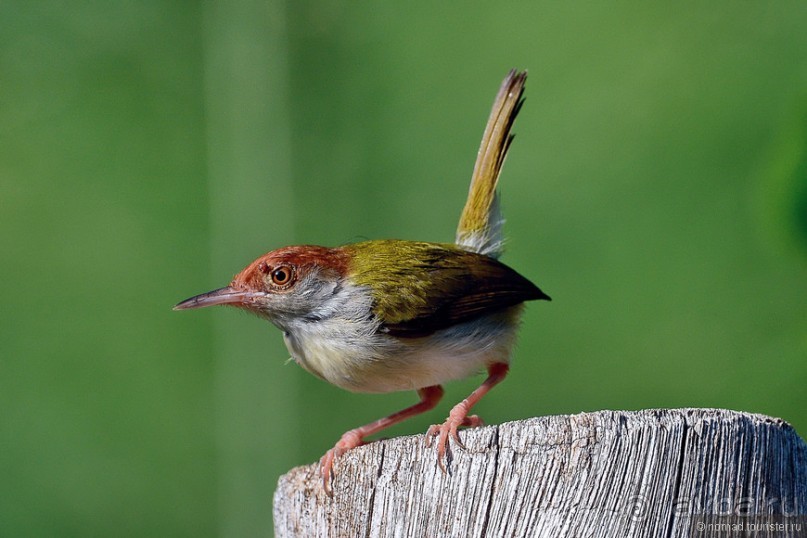 Птицы Шри-Ланки