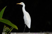 Птицы Шри-Ланки