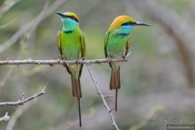 Птицы Шри-Ланки