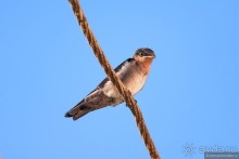 Птицы Шри-Ланки