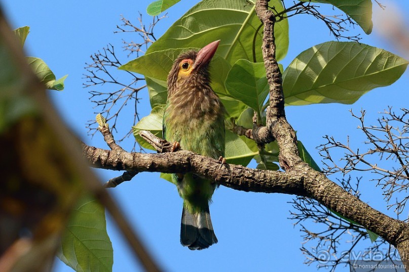 Птицы Шри-Ланки