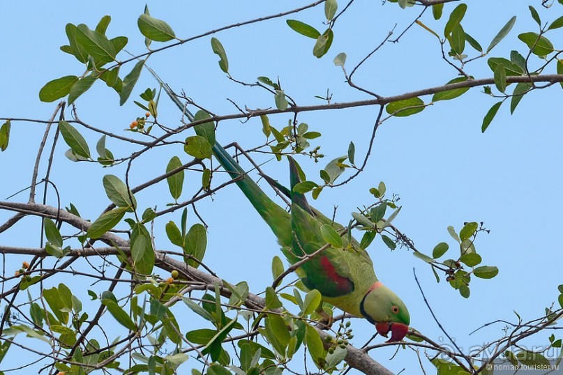 Птицы Шри-Ланки