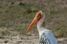 Птицы Шри-Ланки