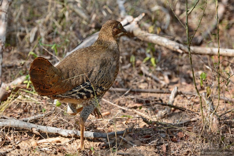 Птицы Шри-Ланки