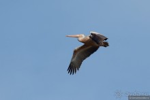 Птицы Шри-Ланки