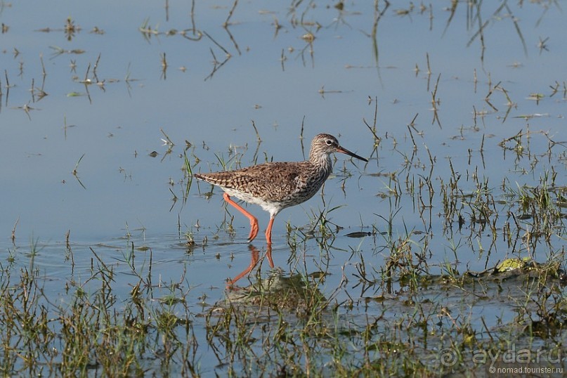 Птицы Шри-Ланки