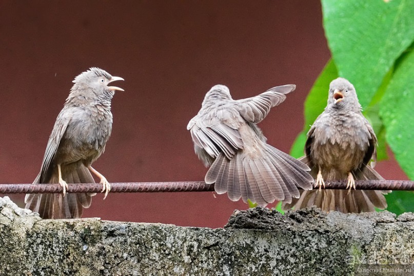 Птицы Шри-Ланки