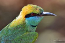 Птицы Шри-Ланки