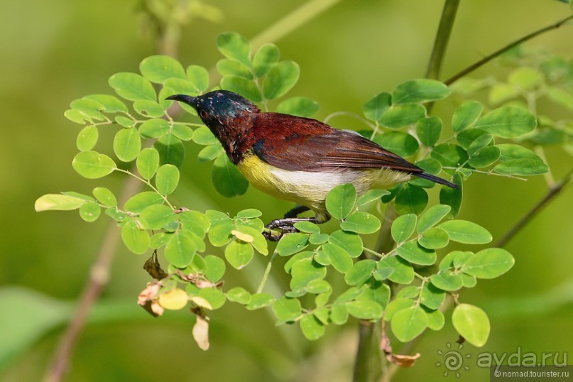 Птицы Шри-Ланки