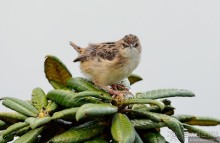 Птицы Шри-Ланки