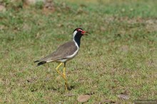 Птицы Шри-Ланки