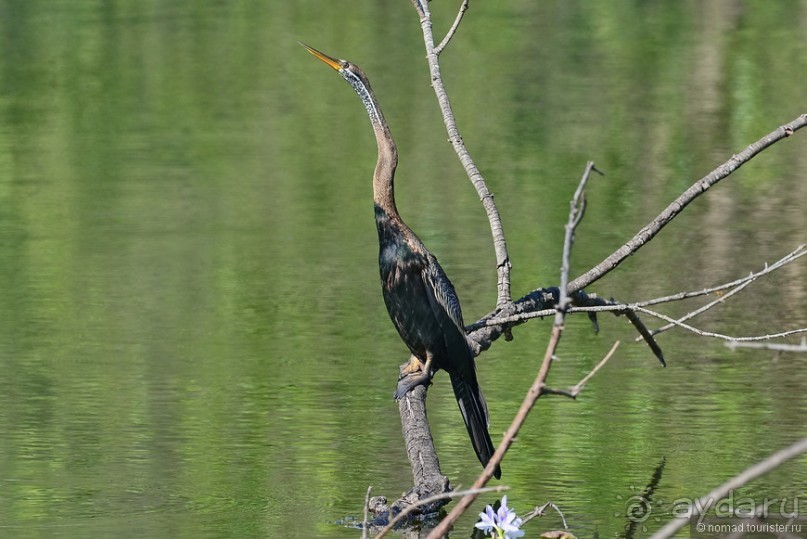 Птицы Шри-Ланки