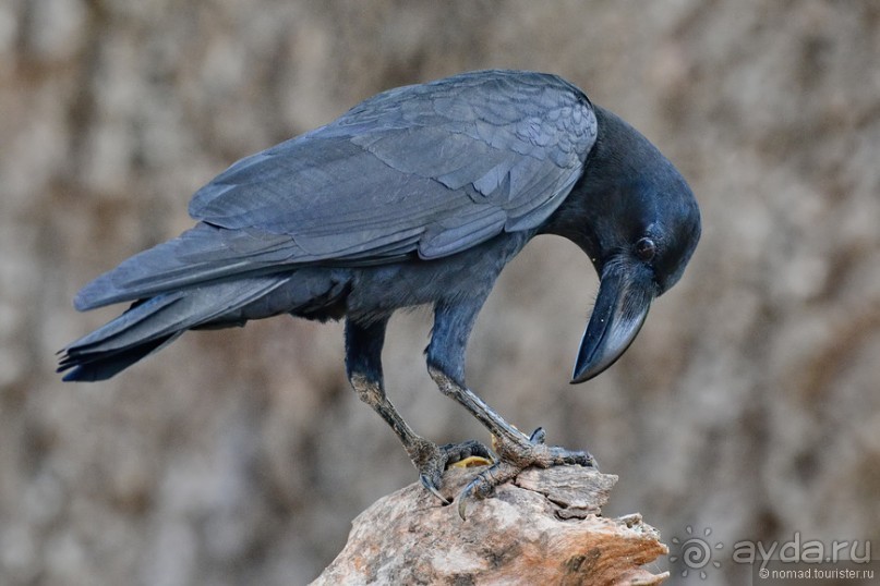 Птицы Шри-Ланки