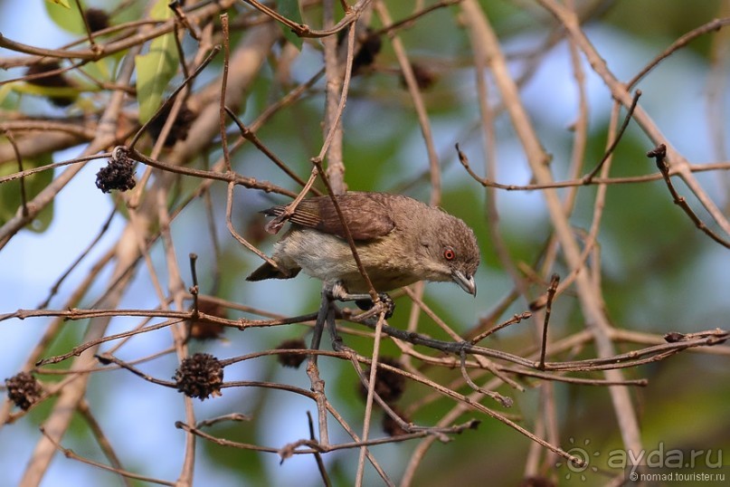 Птицы Шри-Ланки