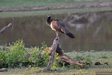 Птицы Шри-Ланки