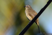 Птицы Шри-Ланки