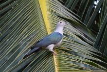 Птицы Шри-Ланки