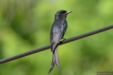 Птицы Шри-Ланки