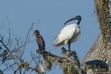 Птицы Шри-Ланки