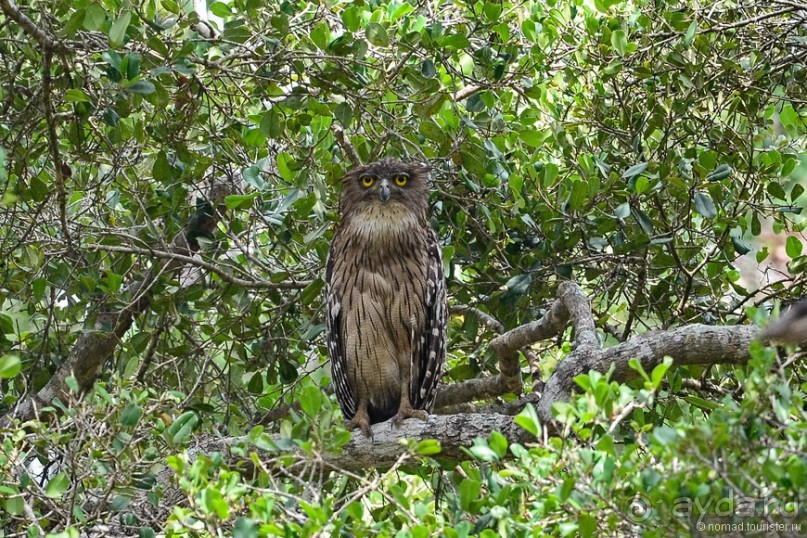 Птицы Шри-Ланки