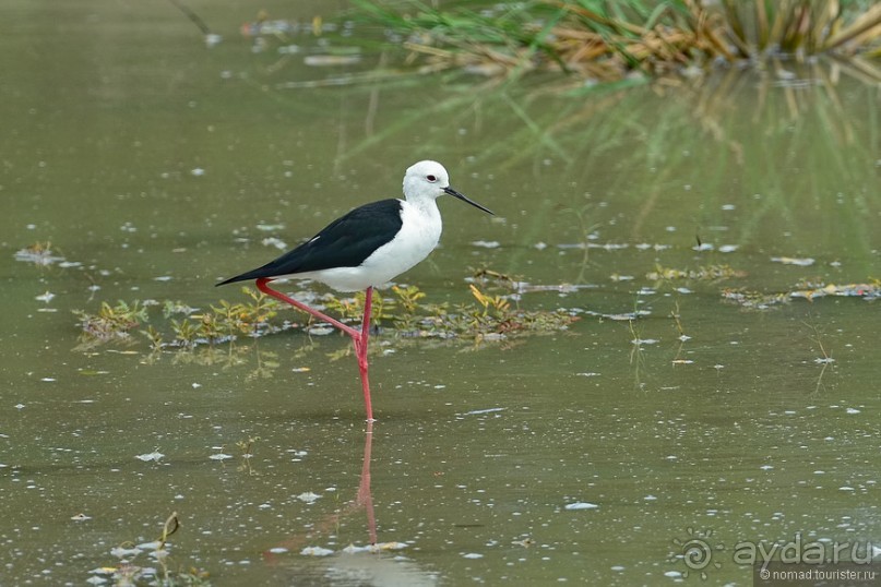 Птицы Шри-Ланки