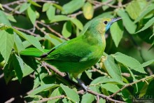 Птицы Шри-Ланки