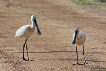 Птицы Шри-Ланки