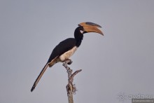 Птицы Шри-Ланки