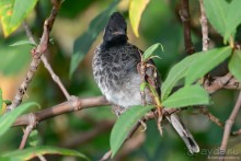 Птицы Шри-Ланки