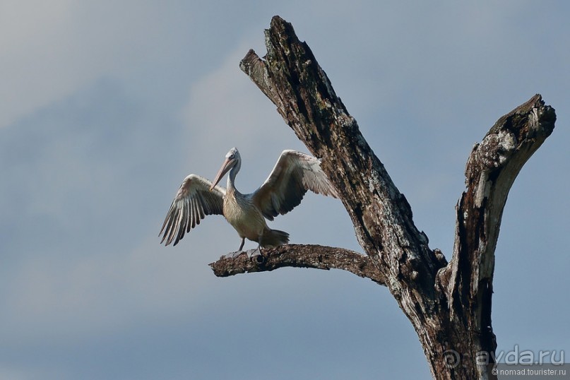 Птицы Шри-Ланки