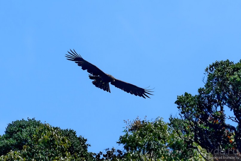 Птицы Шри-Ланки