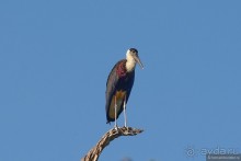 Птицы Шри-Ланки