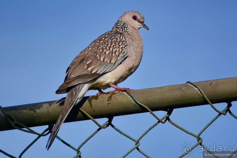 Птицы Шри-Ланки