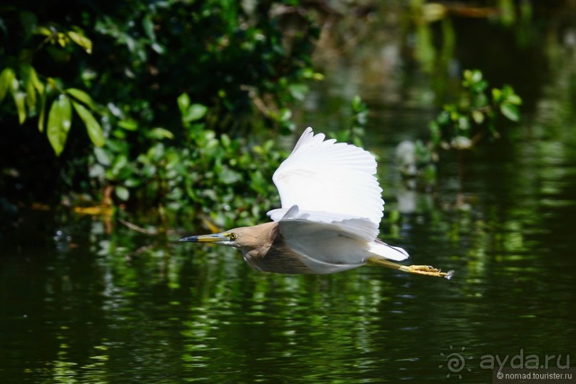 Птицы Шри-Ланки