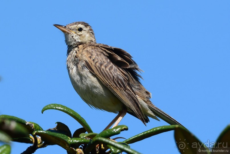 Птицы Шри-Ланки