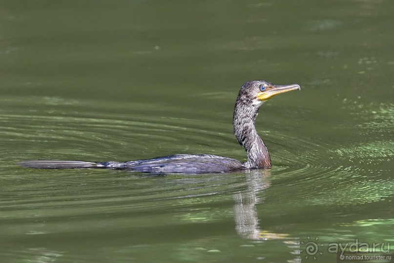 Птицы Шри-Ланки