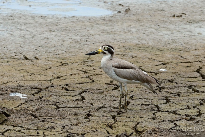 Птицы Шри-Ланки