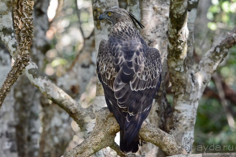 Птицы Шри-Ланки