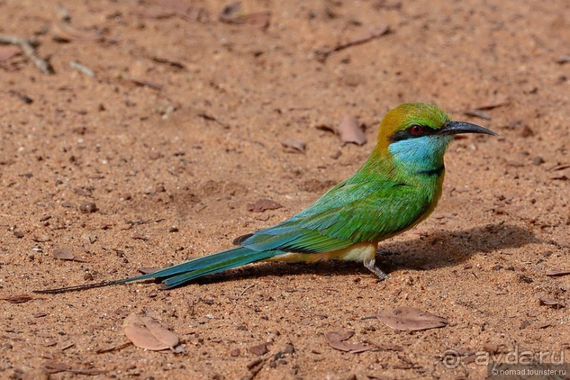 Птицы Шри-Ланки