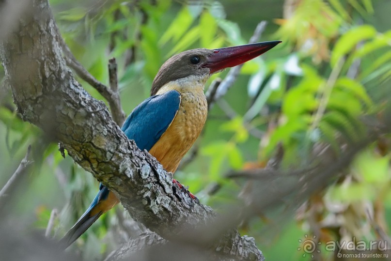 Птицы Шри-Ланки