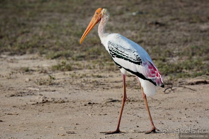 Птицы Шри-Ланки