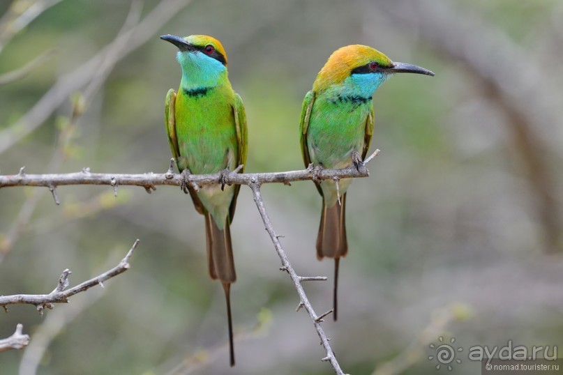 Птицы Шри-Ланки