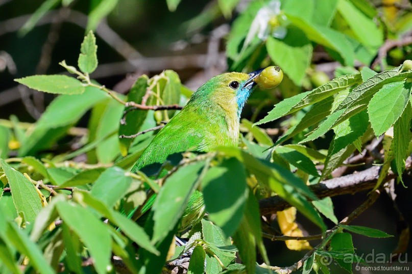 Птицы Шри-Ланки