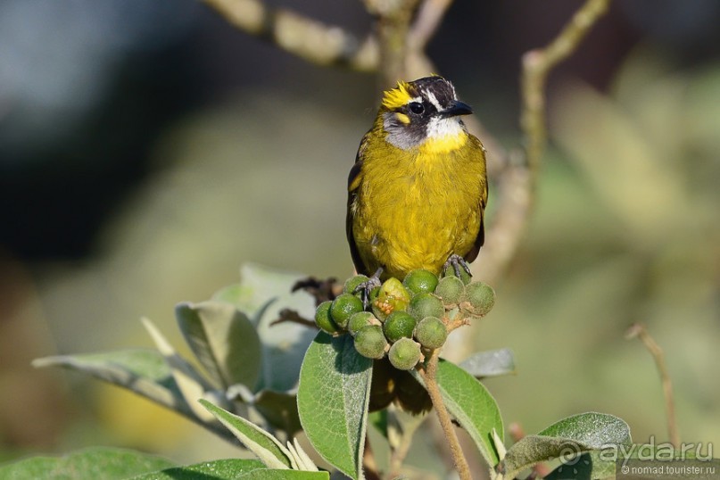 Птицы Шри-Ланки