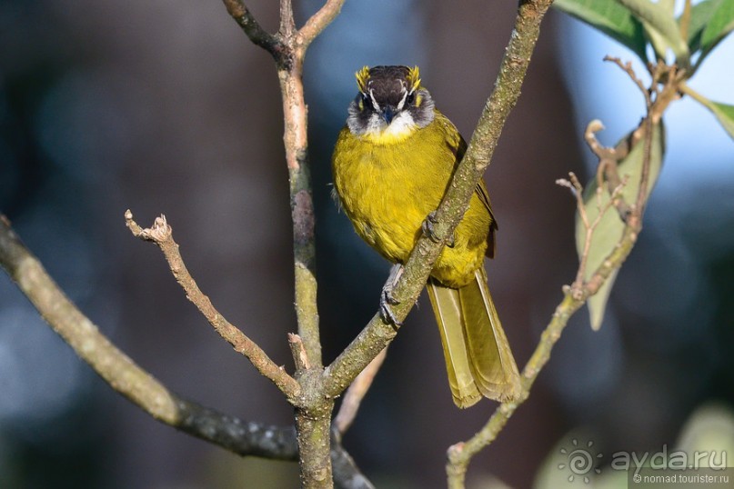 Птицы Шри-Ланки