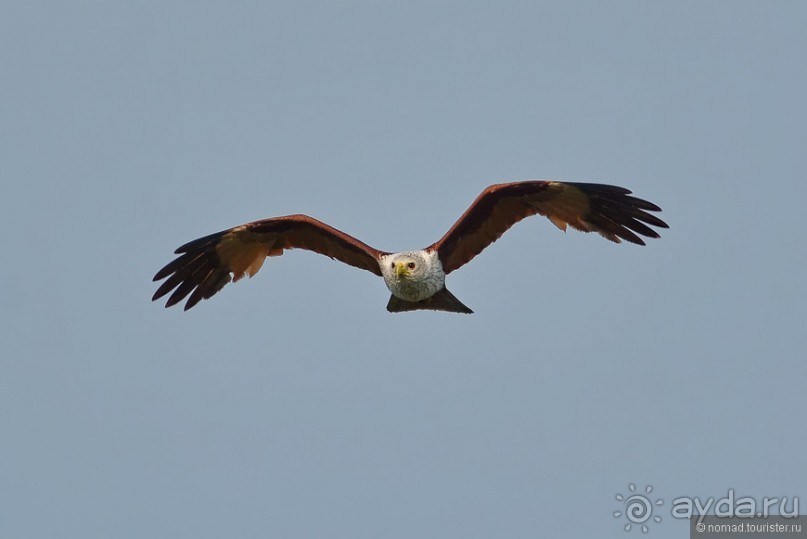 Птицы Шри-Ланки