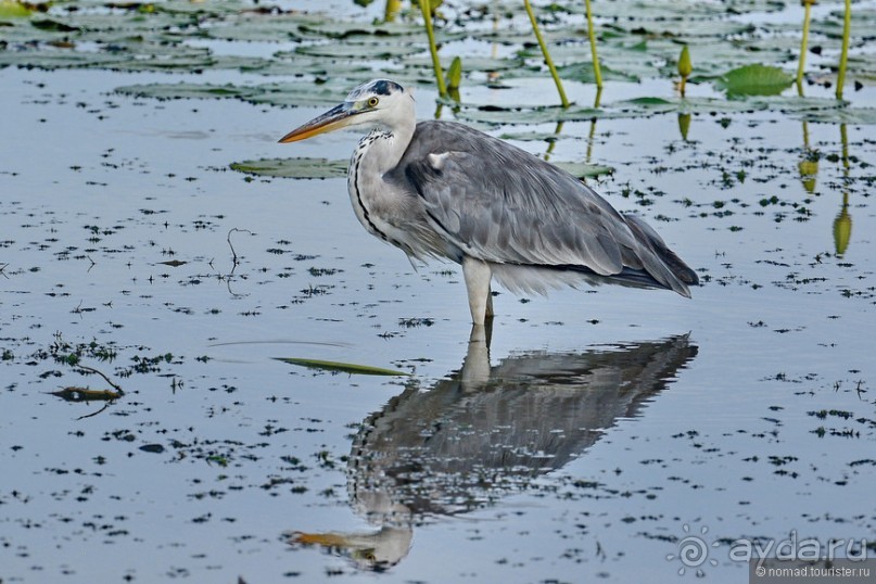 Птицы Шри-Ланки
