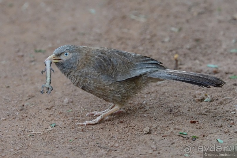 Птицы Шри-Ланки