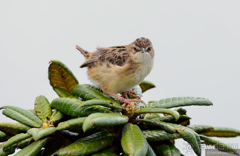 Птицы Шри-Ланки