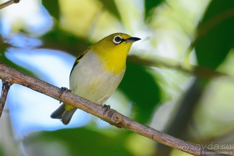 Птицы Шри-Ланки